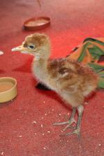 Black Red Black -12th May 2014 Black Red Black -12th May 2014